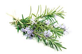 Rosemary Bunch