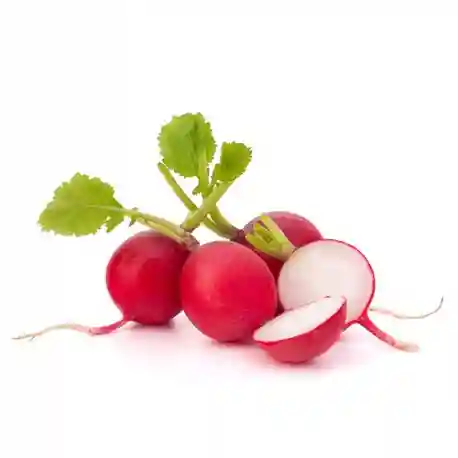 Radis Rouge - Botte